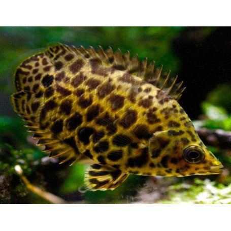 Ctenopoma acutirostre - Gourami leopard