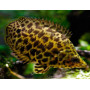 Ctenopoma acutirostre - Gourami leopard