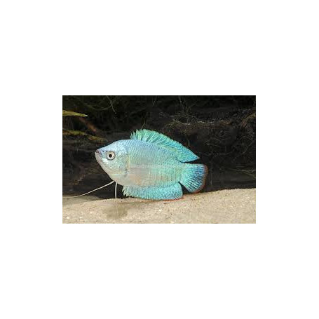 Colisa lalia cobalt dwarf - Cobalt Dwarf Gourami