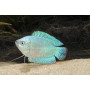Colisa lalia cobalt dwarf - Cobalt Dwarf Gourami