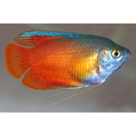 Colisa Chuna roja Colisa Chuna roja