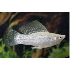 Molly velifera silver Molly velifera silver