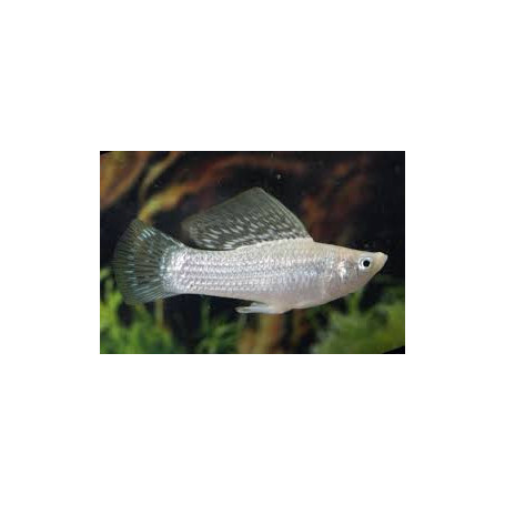 Molly velifera silver