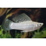 Molly velifera silver