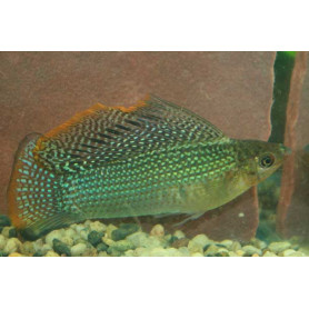 Molly velifera green Molly velifera green