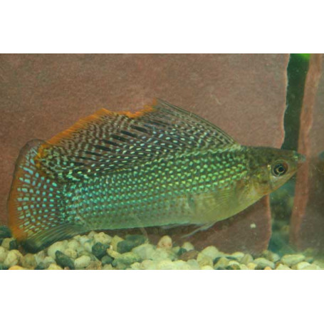 Molly velifera green