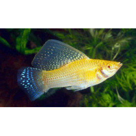 Molly velifera gold Molly velifera gold