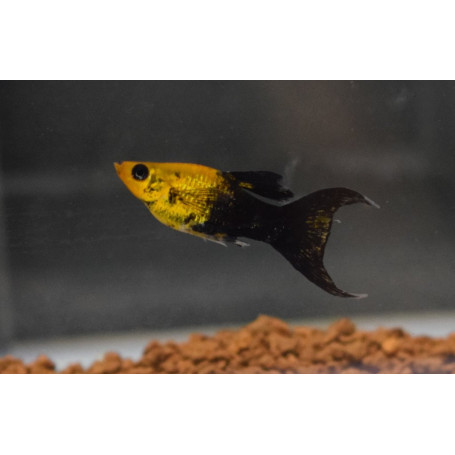 Molly Sphenops Gold Black