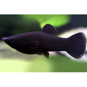 Molly Sphenops Black Molly Sphenops Black