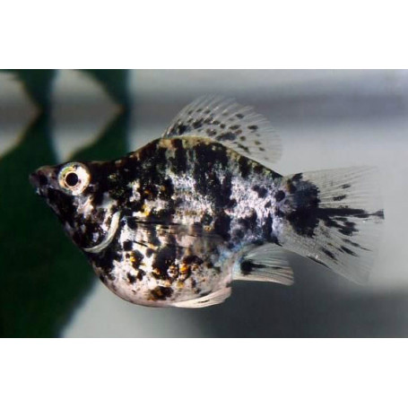 Poecilia latipinna - molly ballon marble