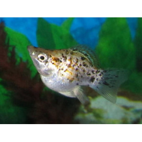 Poecilia latipinna - molly ballon Gold Leopard