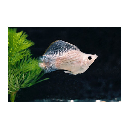 Poecilia latipinna - molly ballon lyra silver