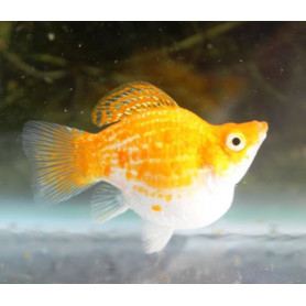 Poecilia latipinna - molly ballon lyra gold