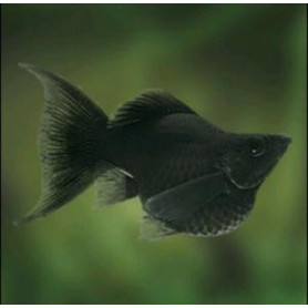 Poecilia latipinna - molly ballon lyra Black