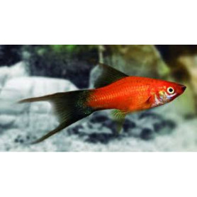 Xiphophorus helleri - Xipho wagteil lyra Xiphophorus helleri - Xipho wagteil lyra