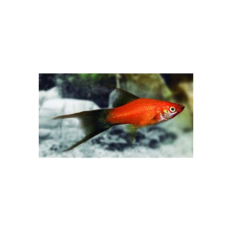 Xiphophorus helleri - Xipho wagteil lyra