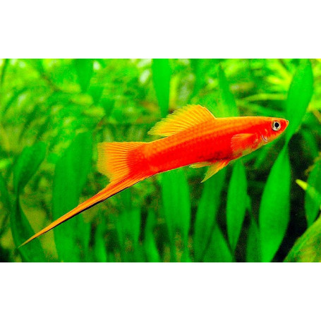 Xiphophorus helleri - Xipho Tuxedo Cola de Espada