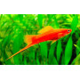 Xiphophorus helleri - Xipho Tuxedo Cola de Espada