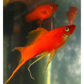 Xiphophorus helleri - Xipho red wagteil Cola de espada