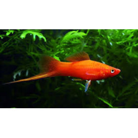Xiphophorus helleri red cola de espada Xiphophorus helleri red cola de espada