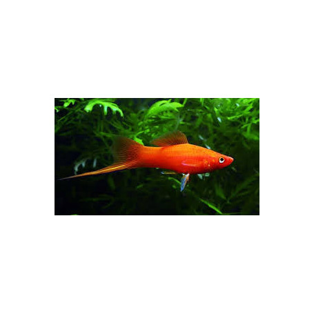 Xiphophorus helleri red cola de espada