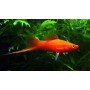 Xiphophorus helleri red cola de espada