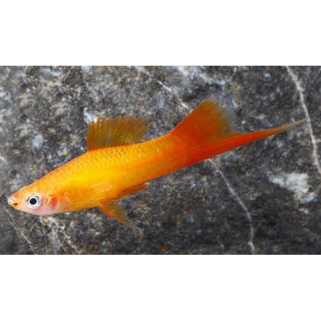 Xiphophorus helleri Cola de espada Marry Gold