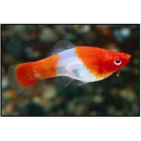 Xiphophorus helleri koi tricolour
