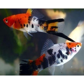 Xiphophorus helleri koi sanke Xiphophorus helleri koi sanke