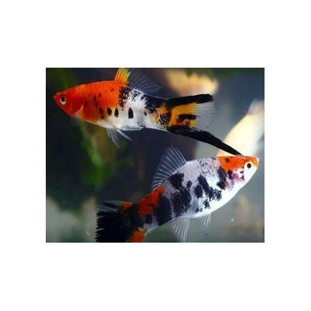 Xiphophorus helleri koi sanke