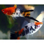 Xiphophorus helleri koi sanke