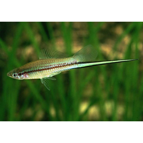 Xiphophorus helleri cola de espada green