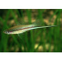 Xiphophorus helleri cola de espada green