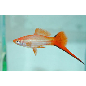 Xiphophorus helleri commet pink Xiphophorus helleri commet pink