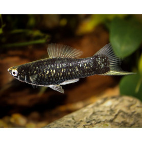 Xiphophorus helleri cola de espada black Xiphophorus helleri cola de espada black
