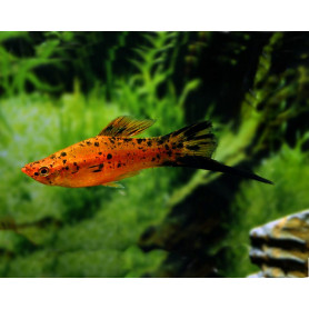 Xiphophorus helleri cola de espada berlin Xiphophorus helleri cola de espada berlin