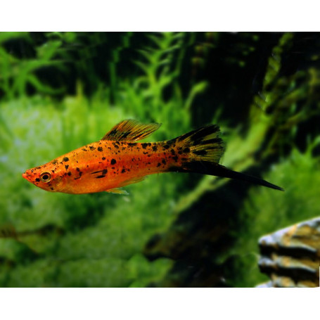 Xiphophorus helleri cola de espada berlin