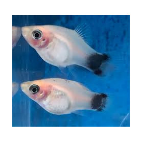 Platy whitte mickey mouse Platy whitte mickey mouse