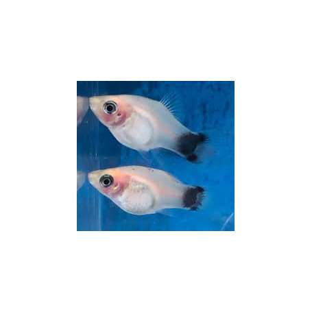 Platy whitte mickey mouse