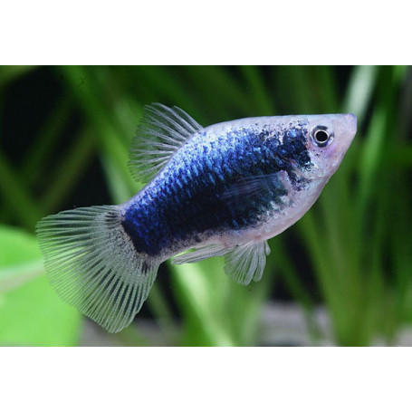 Platy Blue Tuxedo