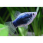 Platy Blue Tuxedo
