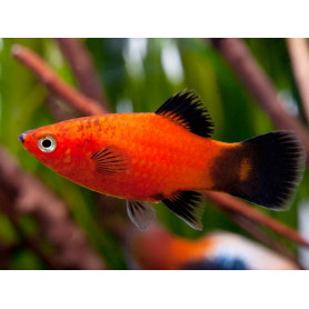 Platy Red Wagtail Platy Red Wagtail