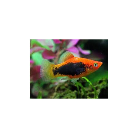 Platy Red Tuxedo