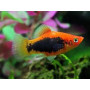 Platy Red Tuxedo