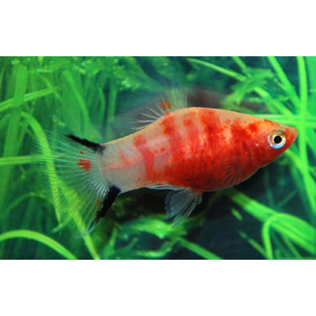 Platy red tiger