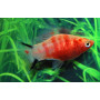 Platy red tiger