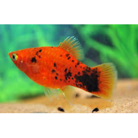 Platy red flame spotted Platy red flame spotted