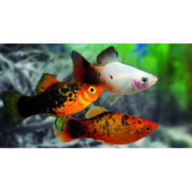 platy moscow platy moscow