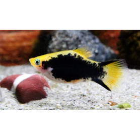 platy hawaii platy hawaii