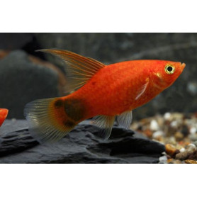 platy golden mickey mouse HF platy golden mickey mouse HF